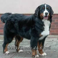 Full AKC Sire & Entire Program, a male Bernese Mountain Dog for sale in Denver, CO – Photo 2 of 10
