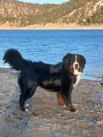 Full AKC Sire & Entire Program, a male Bernese Mountain Dog for sale in Denver, CO – Photo 8 of 10