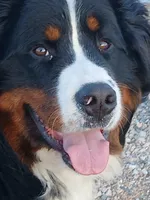 Full AKC Sire & Entire Program, a male Bernese Mountain Dog for sale in Denver, CO – Photo 9 of 10