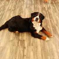 processed/77de46a9-1d08-4e54-a47c-80372ada2be2/listing/3e884490-52f0-4c3c-8d43-5218db27f41a/f3761833-4831-4efe-a1db-91cb11b5e2f6