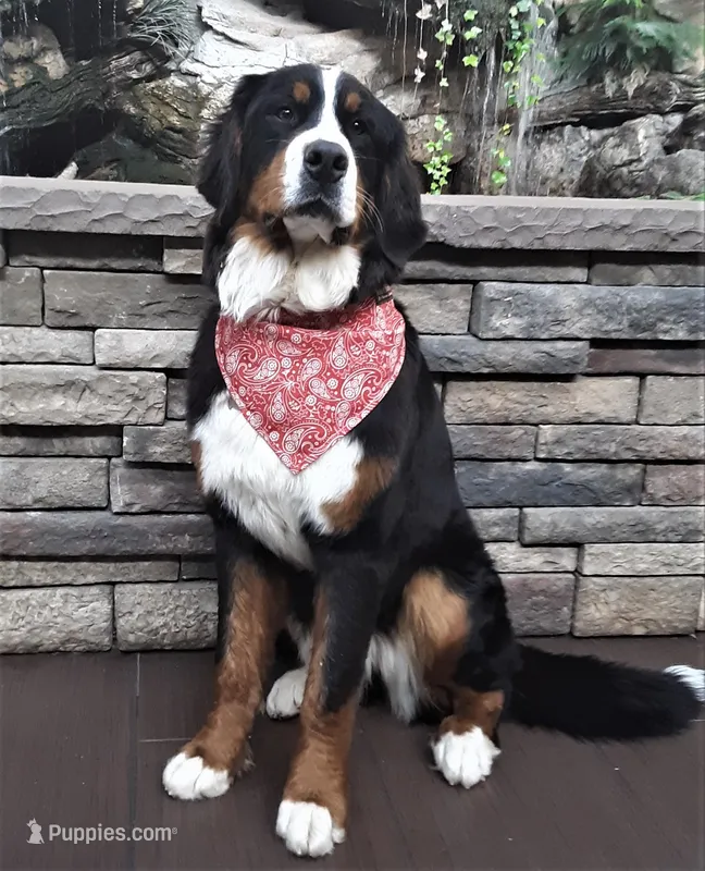 AKC Older & Loving Spayed