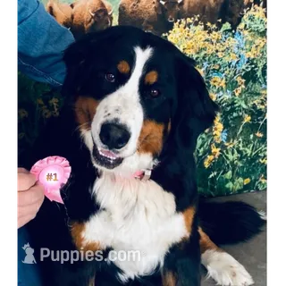 AKC Active & Sweet Spayed