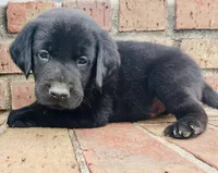Willow, a female Labrador Retriever for sale in Petersburg, TN – 1 of 4