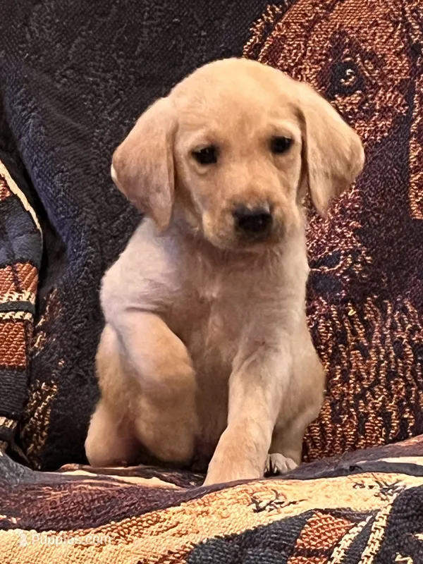 “Zoe” – Labrador Retriever puppy for sale in Petersburg, TN
