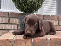Copper, a male Labrador Retriever for sale in Petersburg, TN – 3 of 3