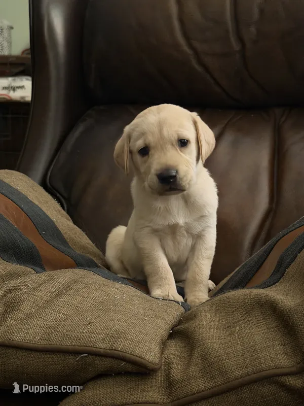 Thomas Jefferson “TJ” – Labrador Retriever puppy for sale in Petersburg, TN