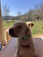 “Willow”, a female Labrador Retriever for sale in Petersburg, TN – Photo 4 of 4