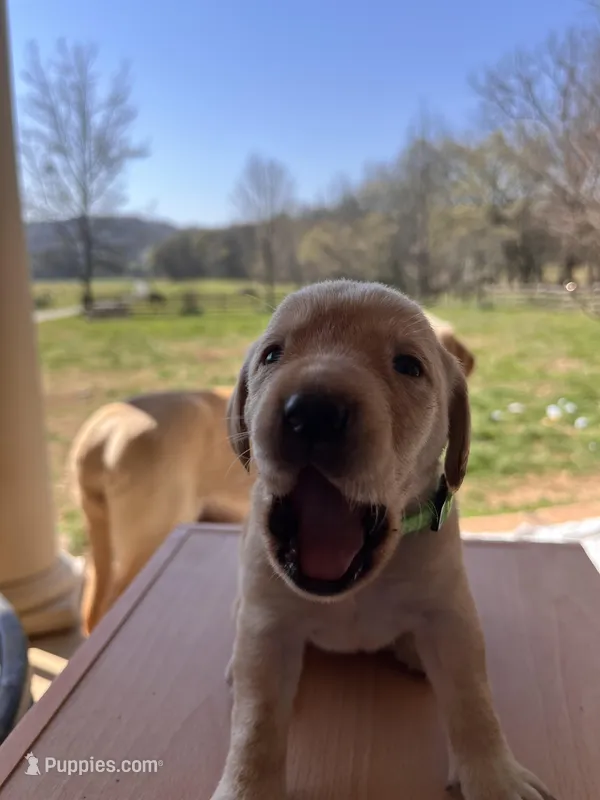 “Willow” – Labrador Retriever puppy for sale in Petersburg, TN