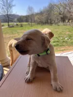“Willow”, a female Labrador Retriever for sale in Petersburg, TN – Photo 3 of 4