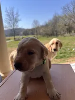 “Willow”, a female Labrador Retriever for sale in Petersburg, TN – Photo 2 of 4