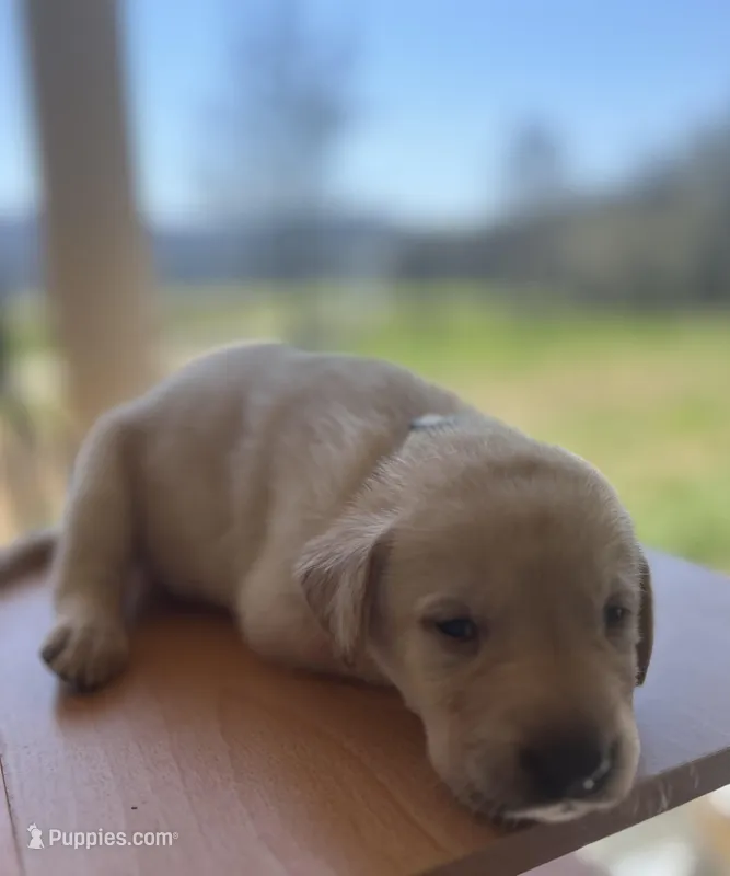 “Sunny”, a male Labrador Retriever for sale in Petersburg, TN – Photo 1 of 6