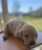 “Sunny”, a male Labrador Retriever for sale in Petersburg, TN – Photo 1 of 6