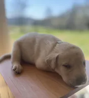 “Sunny”, a male Labrador Retriever for sale in Petersburg, TN – Photo 2 of 6