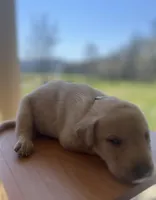 “Sunny”, a male Labrador Retriever for sale in Petersburg, TN – Photo 3 of 6