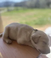 “Sunny”, a male Labrador Retriever for sale in Petersburg, TN – Photo 5 of 6