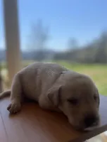 “Sunny”, a male Labrador Retriever for sale in Petersburg, TN – Photo 4 of 6