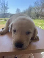 “Sunny”, a male Labrador Retriever for sale in Petersburg, TN – Photo 6 of 6
