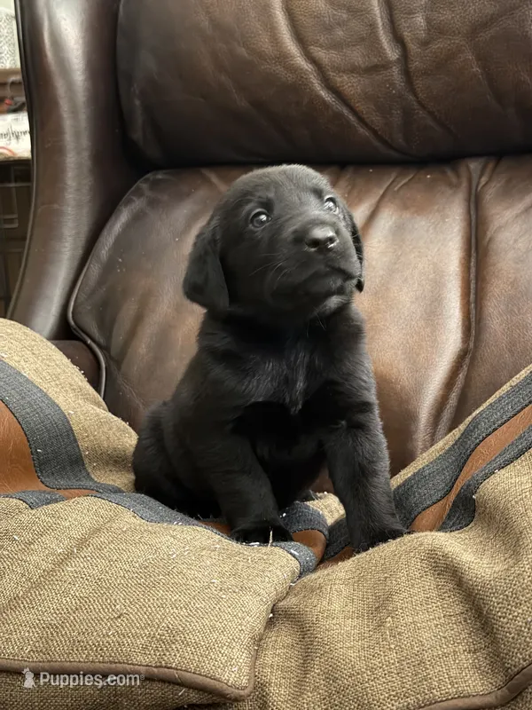 George Washington “GW” – Labrador Retriever puppy for sale in Petersburg, TN