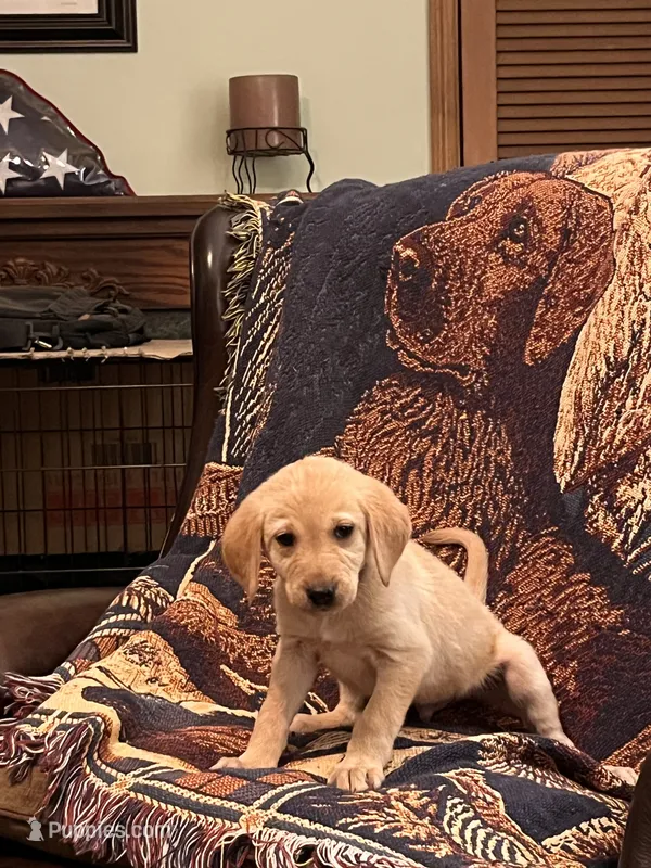 “Willow” – Labrador Retriever puppy for sale in Petersburg, TN