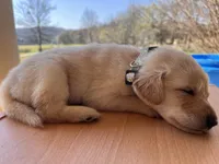 “Callie”, a female Labrador Retriever for sale in Petersburg, TN – Photo 3 of 4