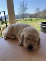 “Callie”, a female Labrador Retriever for sale in Petersburg, TN – Photo 4 of 4