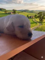 “Callie”, a female Labrador Retriever for sale in Petersburg, TN – Photo 2 of 4