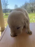 “Max”, a male Labrador Retriever for sale in Petersburg, TN – Photo 9 of 9