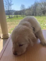 “Max”, a male Labrador Retriever for sale in Petersburg, TN – Photo 6 of 9