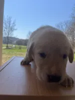 “Max”, a male Labrador Retriever for sale in Petersburg, TN – Photo 2 of 9