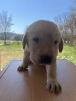 “Max”, a male Labrador Retriever for sale in Petersburg, TN – Photo 4 of 9