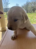 “Max”, a male Labrador Retriever for sale in Petersburg, TN – Photo 7 of 9