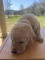 “Max”, a male Labrador Retriever for sale in Petersburg, TN – Photo 8 of 9