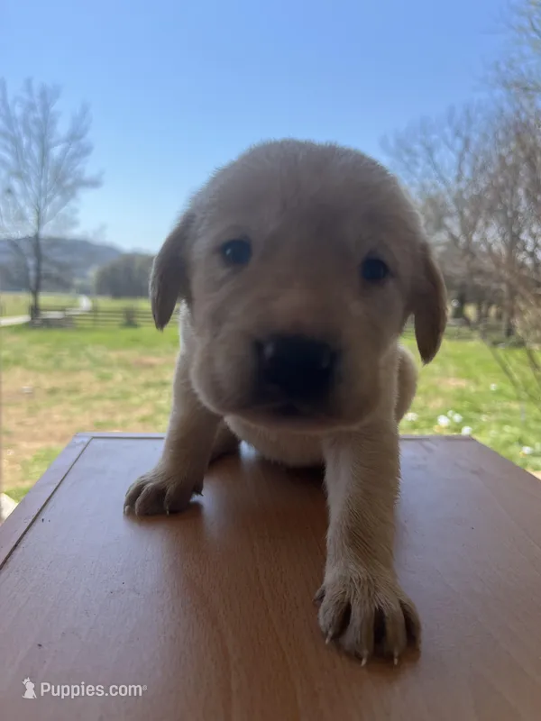 “Max” – Labrador Retriever puppy for sale in Petersburg, TN