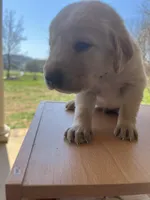 “Max”, a male Labrador Retriever for sale in Petersburg, TN – Photo 3 of 9