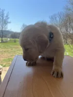 “Max”, a male Labrador Retriever for sale in Petersburg, TN – Photo 5 of 9