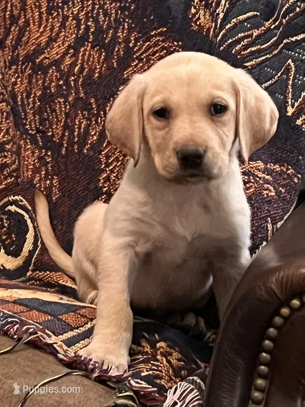 “Sunny” – Labrador Retriever puppy for sale in Petersburg, TN