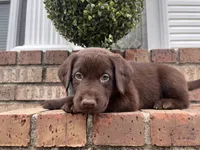 Copper, a male Labrador Retriever for sale in Petersburg, TN – 2 of 3