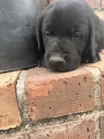 Willow, a female Labrador Retriever for sale in Petersburg, TN – 4 of 4