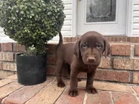 Copper, a male Labrador Retriever for sale in Petersburg, TN – 1 of 3