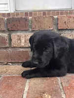 Willow, a female Labrador Retriever for sale in Petersburg, TN – 3 of 4