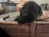 Willow, a female Labrador Retriever for sale in Petersburg, TN – 2 of 4