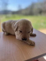“Murphy”, a male Labrador Retriever for sale in Petersburg, TN – Photo 4 of 6