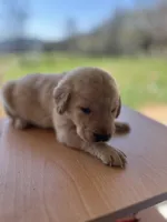“Murphy”, a male Labrador Retriever for sale in Petersburg, TN – Photo 5 of 6