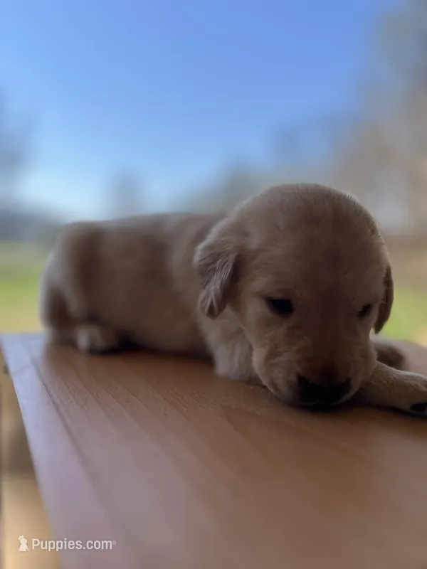 “Murphy” – Labrador Retriever puppy for sale in Petersburg, TN