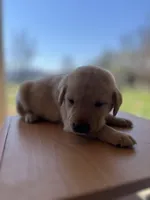 “Murphy”, a male Labrador Retriever for sale in Petersburg, TN – Photo 2 of 6