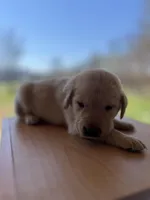 “Murphy”, a male Labrador Retriever for sale in Petersburg, TN – Photo 3 of 6