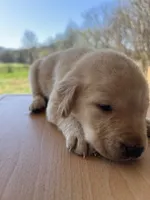 Lily, a female Labrador Retriever for sale in Petersburg, TN – 5 of 5