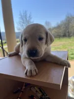 Lily, a female Labrador Retriever for sale in Petersburg, TN – 3 of 5