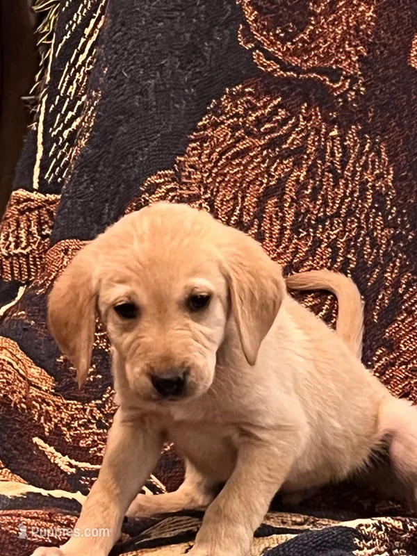 “Stella” – Labrador Retriever puppy for sale in Petersburg, TN