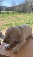 “Stella”, a female Labrador Retriever for sale in Petersburg, TN – Photo 5 of 6